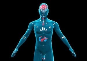 endokrinnay sistema min a10c0